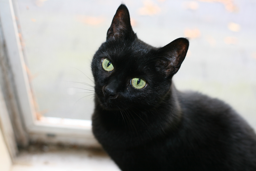 black-cat.jpg