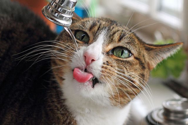 10 Tips to Encourage Your Cat to Drink More Water