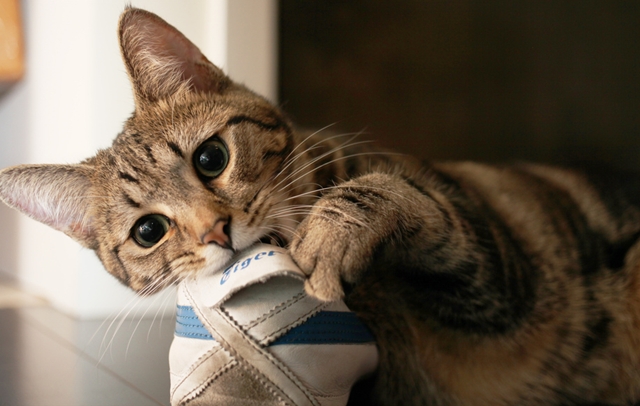Image result for cat chewing shoes