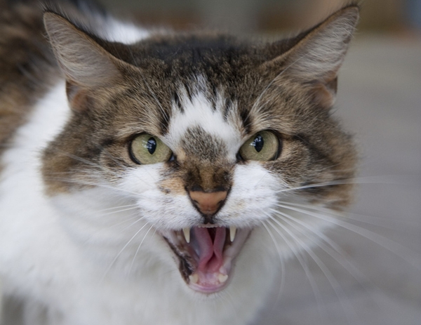 how-to-deal-with-food-aggression-in-cats-cats