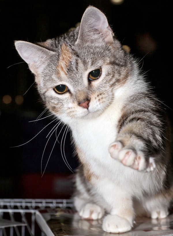 Munchkin Cat Breed Profile