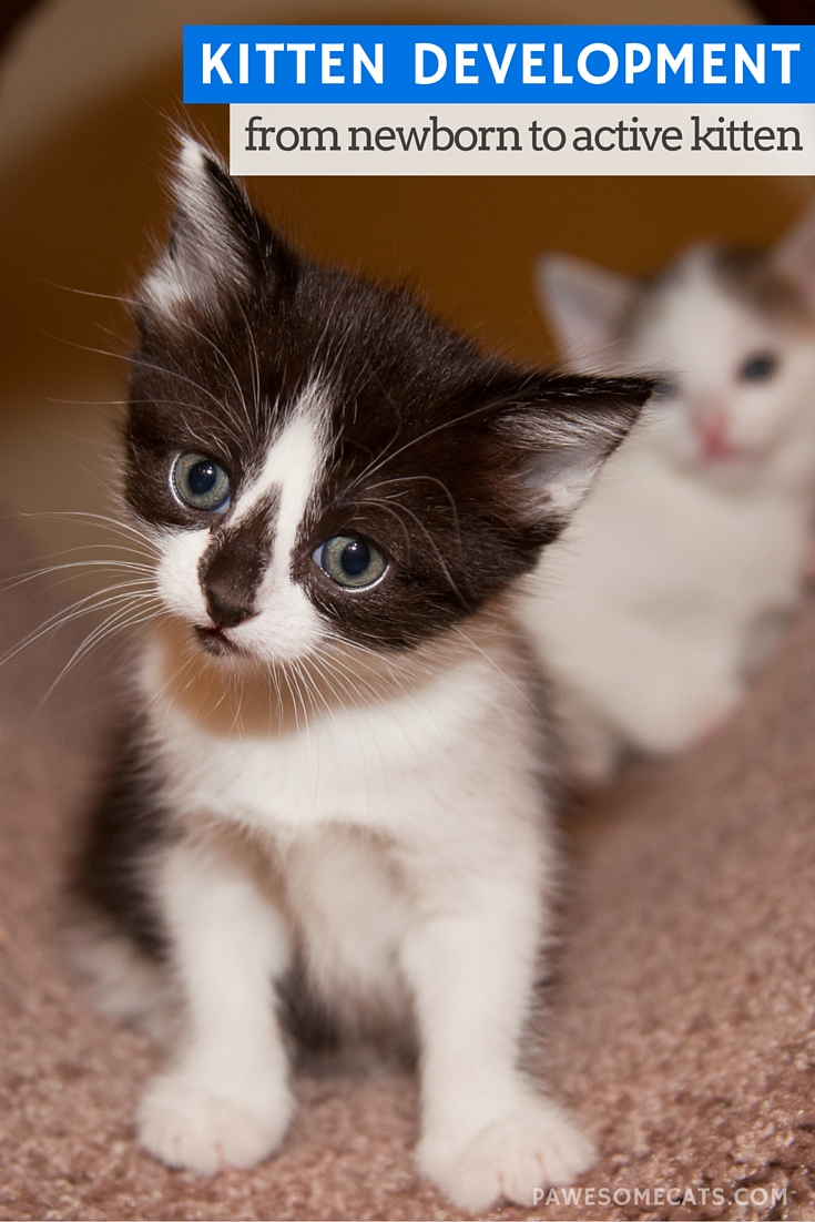 Kitten Development From Newborn to Active Kitten