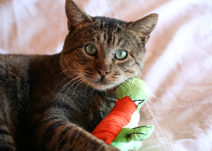 cat biting toys