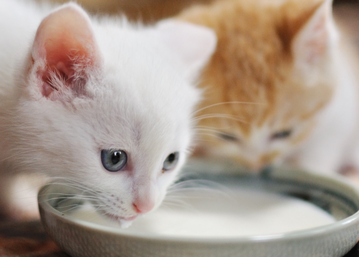 Is It Ok For Cats To Drink Milk?