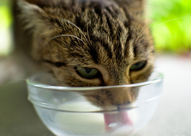 Is it Ok for Cats to Drink Milk?