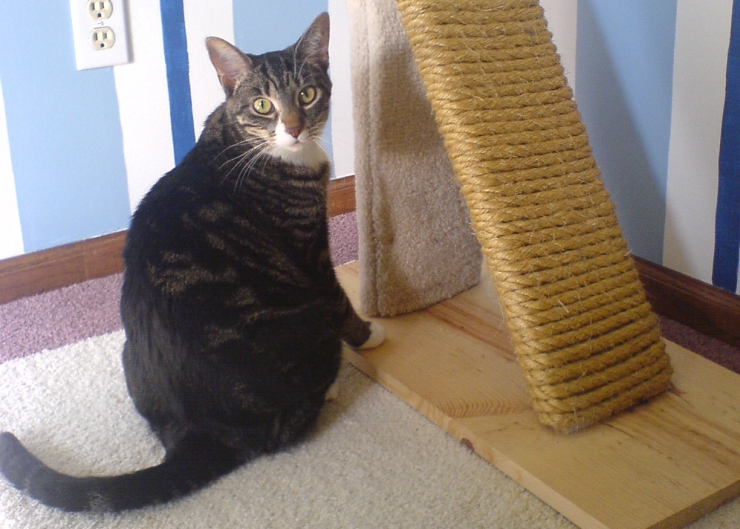 Our four-step process will help you introduce a new cat into your home and ensure they settle in comfortably | 4 Steps to Introducing a New Cat Into the House