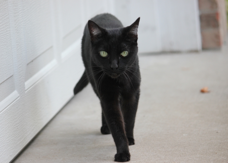 Black cats aren’t only associated with bad luck and evil, in some cultures they are celebrated and seen as a sign of good luck | Black Cats – Good Luck or Bad Luck?
