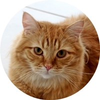 amber1.jpg