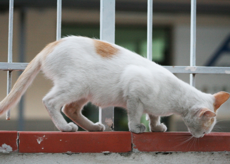A cat's flabby, saggy belly is known as a primordial pouch - it's a natural part of a cat’s anatomy and serves many purposes – especially in the wild | Why Does My Cat Have a Flabby Belly?