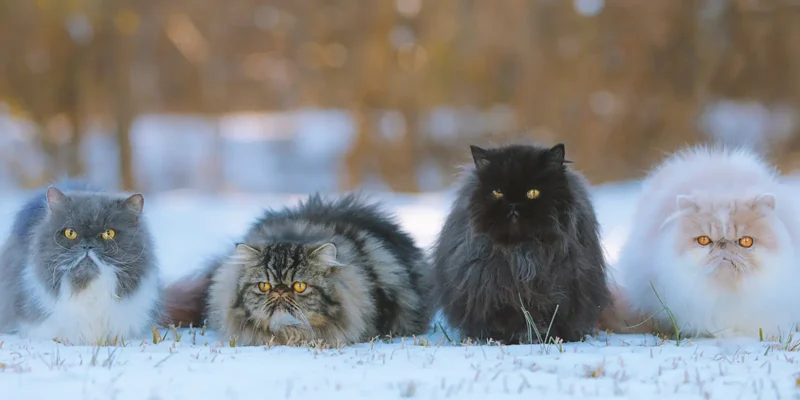 four persian cats in a row outdoors