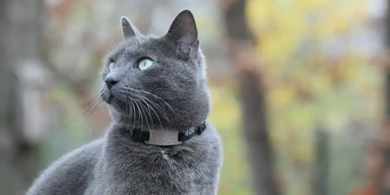 russian blue cat sitting outdoors with autumn trees