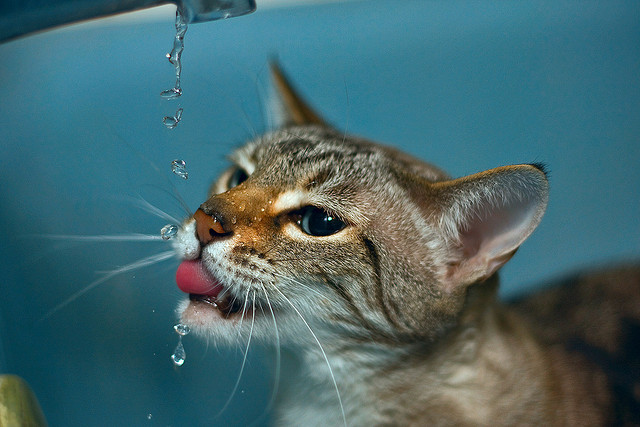 Ensure your cat remains hydrated |10 Tips to Encourage Your Cat to Drink More Water