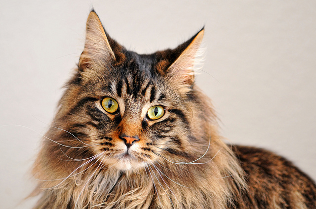 Maine Coon Cat Breed Profile