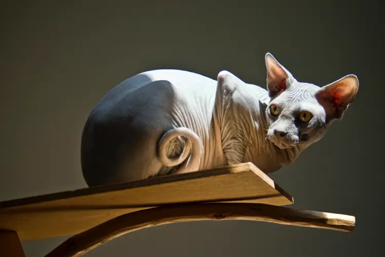 sphnyx cat crouching on cat tower