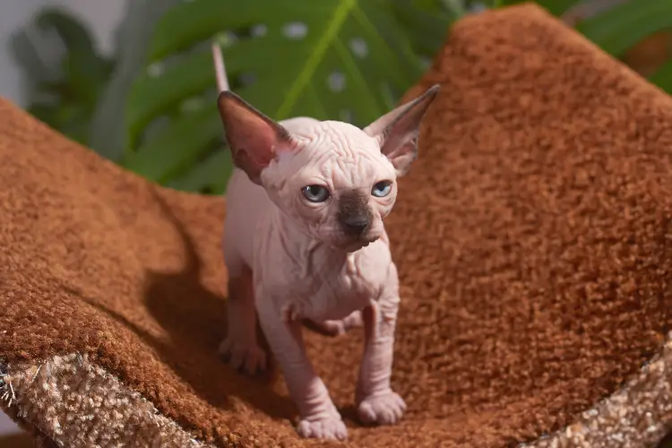 sphynx kitten on carpet cat tower