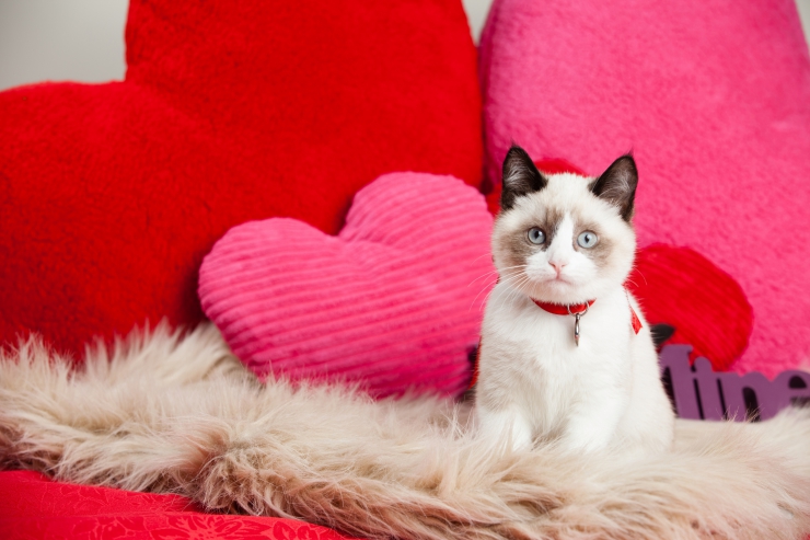 Cats can be a little stand-offish which makes them harder to read. So, how do you know if your cat loves you? | 10 Tell Tale Signs That Your Cat Loves You