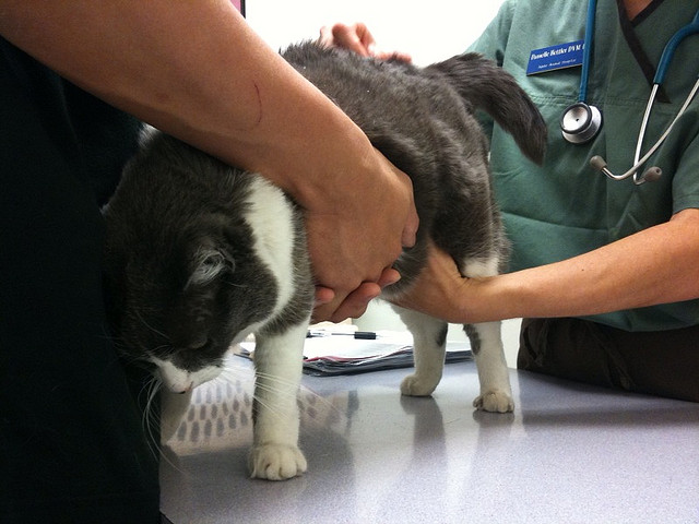 Getting your cat desexed is about making a difference and being a responsible pet owner. Desexing saves lives. | World Spay Day – Desexing Your Cat