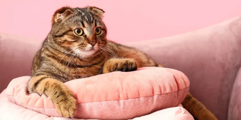 tabby scottish fold cat sitting among pink cushions