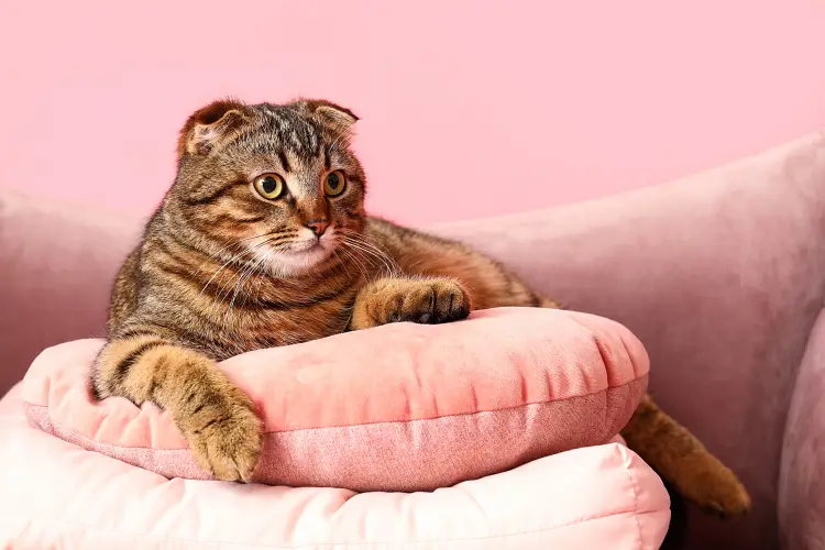 tabby scottish fold cat sitting among pink cushions