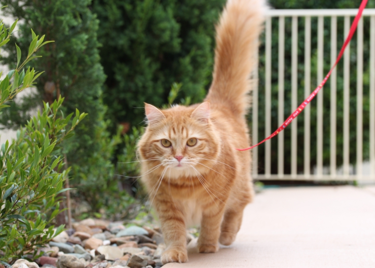 Train Your Cat to Walk on a Leash in Five Easy Steps