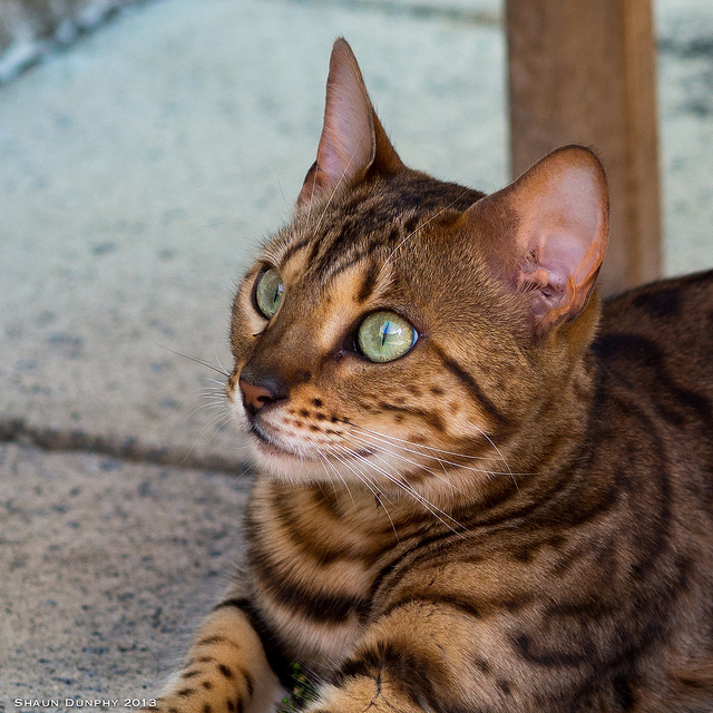 Bengal Cat Breed Profile