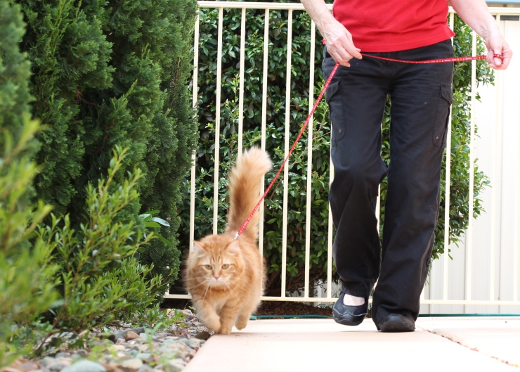 Leash training is the perfect way for your cat to explore the outside world in safety | Train Your Cat to Walk on a Leash in Five Easy Steps