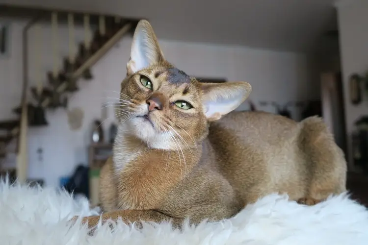 Abyssinian cat sitting on sheepskin