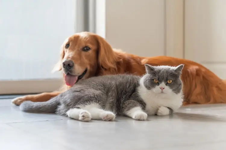 golden retriever and british shorthair cat laying together
