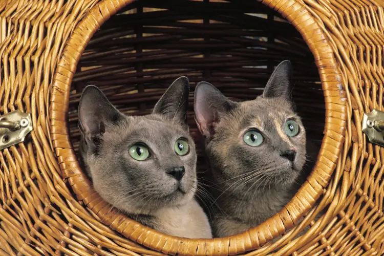two tonkinese cats sitting inside a wicker basket