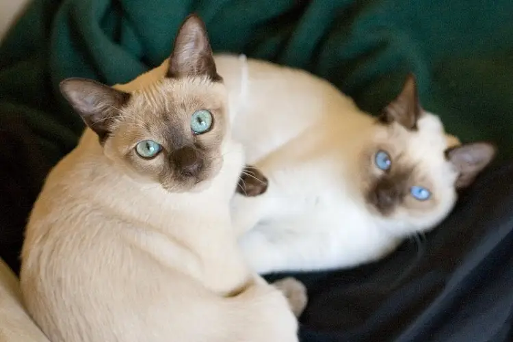 two Tonkinese cats cuddling together