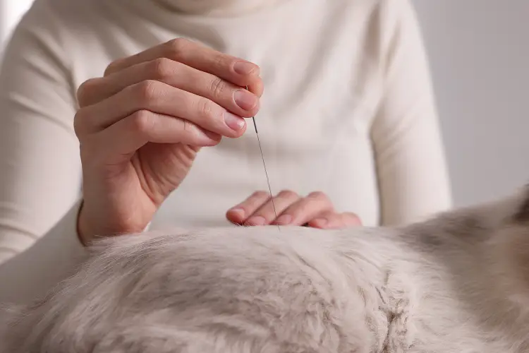 vet placing acupuncture needle in cats back