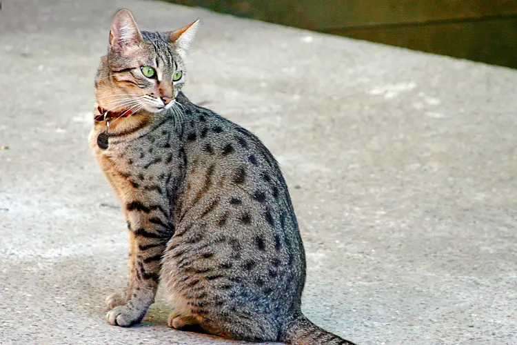egyptian mau cat sitting on concrete with head turned over shoulder