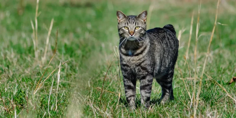 manx cat standing in tall grass