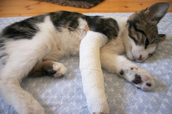 If you're shopping around for pet insurance take a look at our Pet Insurance Checklist | Pros and Cons of Pet Insurance