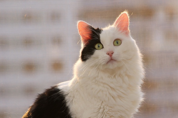 Between 14% and 29% of cats in Australia test positive for Feline Immunodeficiency Virus | FIV – The Facts and the Fiction