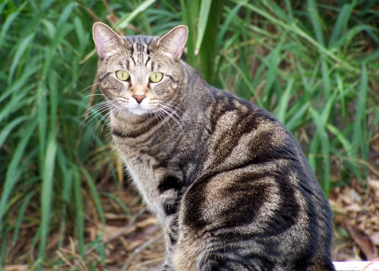 Tabby Cat Facts And The Mystery Of The "M" - Pawesome Cats