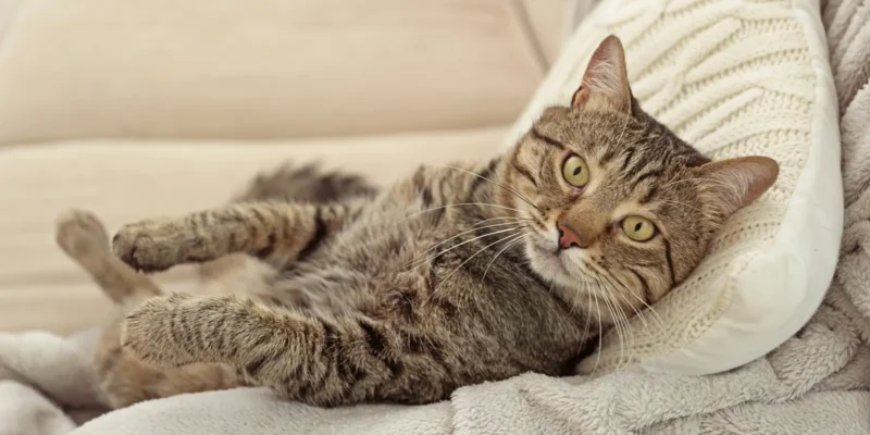 tabby cat lying on sofa against cream cushions