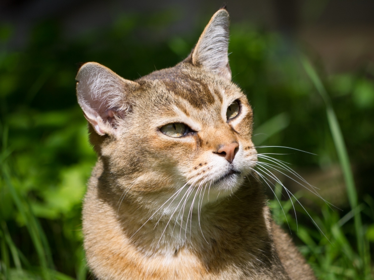 cat with ticked coat pattern