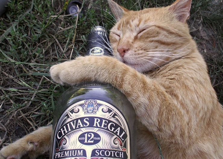 Did you know one tablespoon of alcohol can put a cat into a coma? | Summer Safety for Cats: Alcohol, Drugs and Party Food