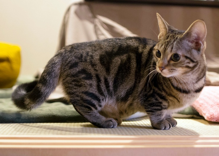 Munchkin Bengal Cat Mix: Breed Info, Care Guide, Pictures & Traits