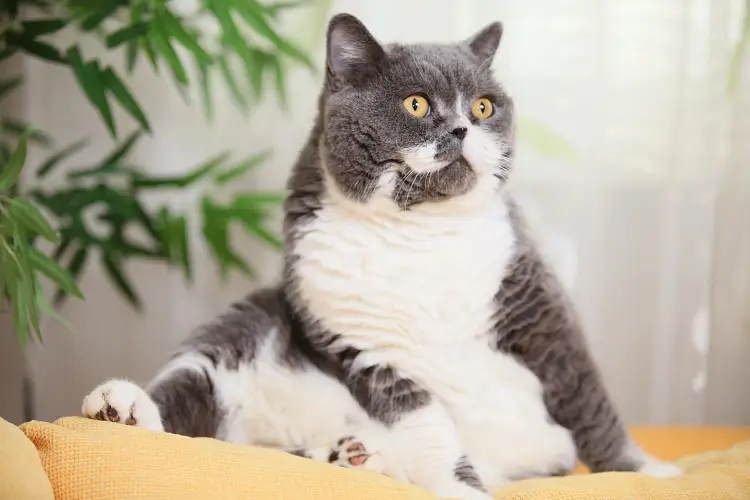 grey and white overweight cat sitting on orange sofa