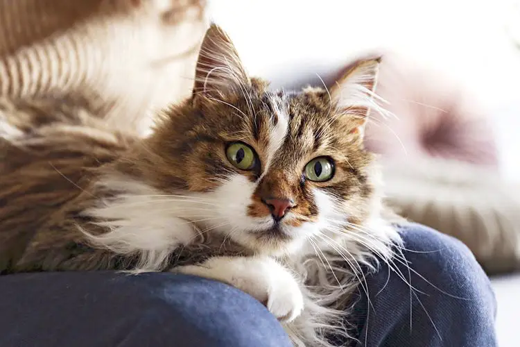 ragamuffin cat sitting on owners lap