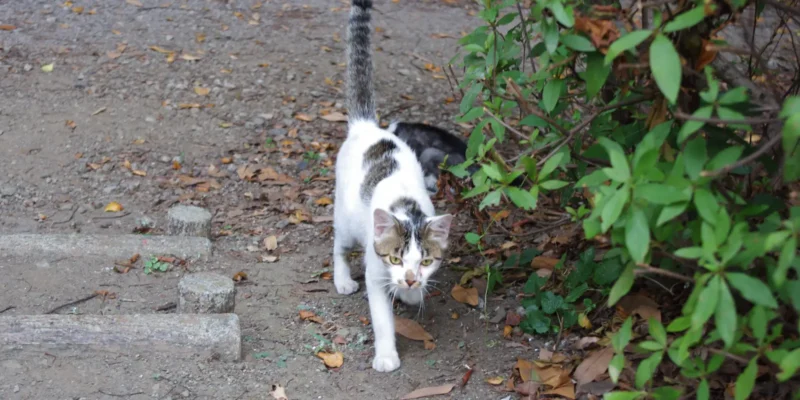 stray cat walking in garden