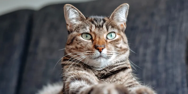 tabby cat sitting on sofa