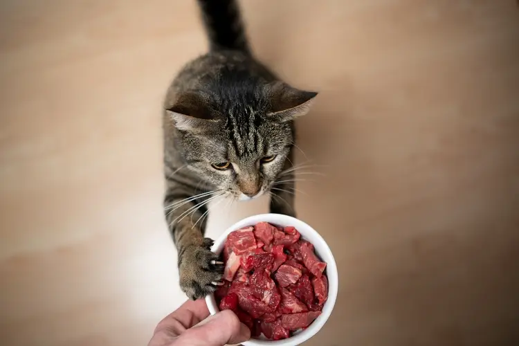 How to Transition Your Cat to Raw Food Step By Step Guide