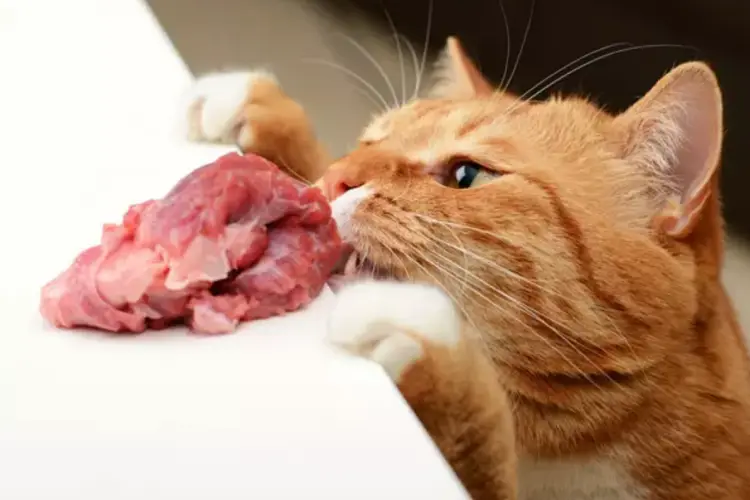 Is it safe for cats to eat raw meat best sale