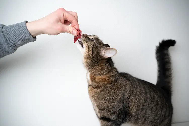 feeding tabby cat raw meat by hand