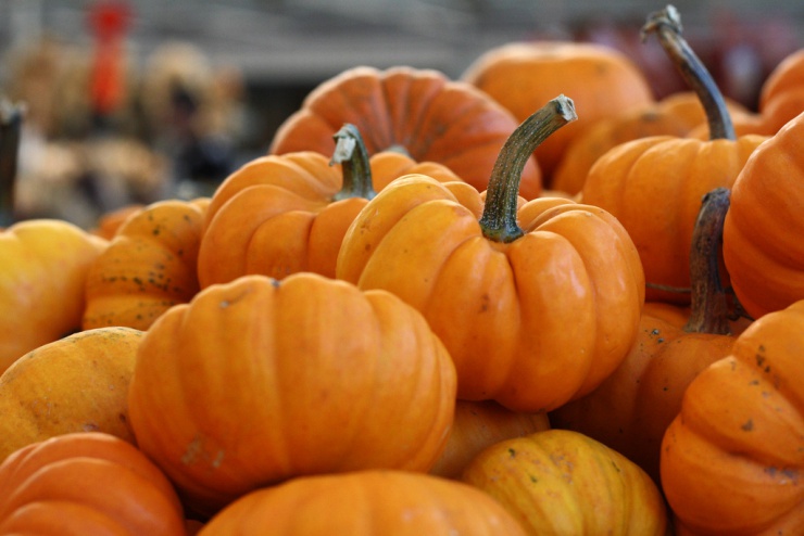 Pumpkin for cats hairball shops