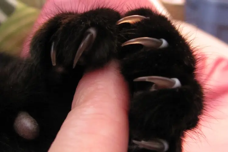 black cat claws around human finger
