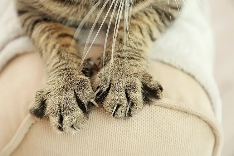 close up of cat paws with claws out on sofa